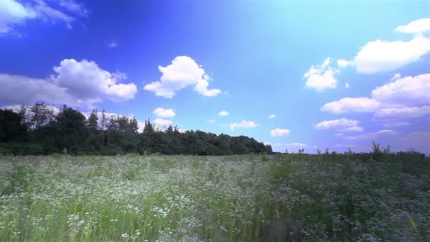 Meadow with camomiles and  sky with clouds. Time lapse — Stock Video