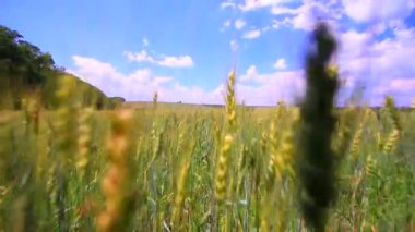 Bir buğday alan harekette. Dolly vurdu