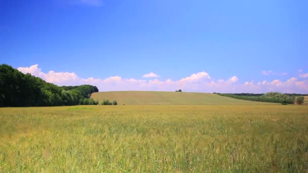 Pšeničné pole s modrou oblohou. Časová prodleva — Stock video