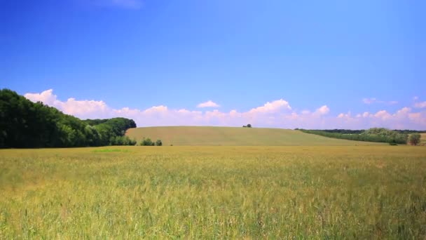 Campo de trigo con cielo azul y nubes. Caducidad — Vídeo de stock