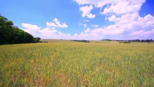 Movimiento en un campo de trigo. Dolly disparó — Vídeos de Stock