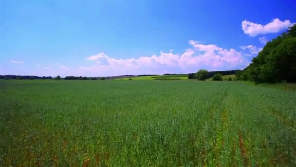 Landschap met een groen veld en wolken. Verkeer — Stockvideo