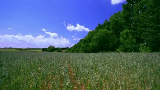 Weizenfeld mit blauem Himmel und Wolken. Kugelstoßer — Stockvideo