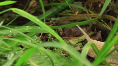 İki salyangoz bir çim. Yakın çekim