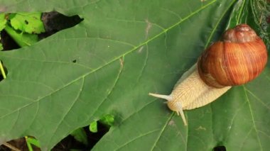 Salyangoz üzerindeki yaprak. Yakın çekim