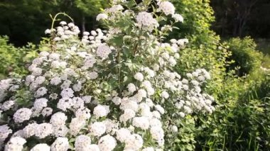 Güzel bush ile beyaz çiçekler. Dolly vurdu