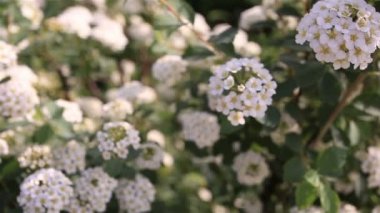 Güzel bush beyaz çiçekler ile kapatın. Dolly vurdu