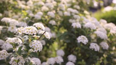 Bush beyaz çiçekler ile kapatın. Dolly yavaş vurdu