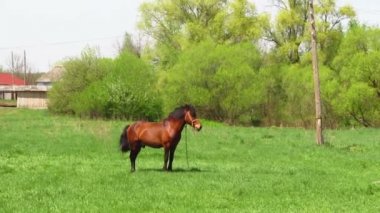 at üstünde bir çim