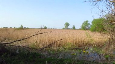 Güzel orman manzara kuş sesleriyle