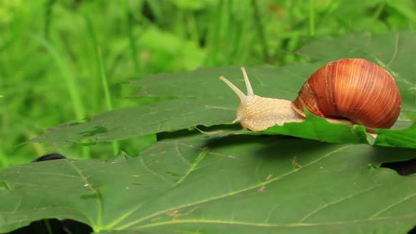 Snail on a green leaf — Stock Video