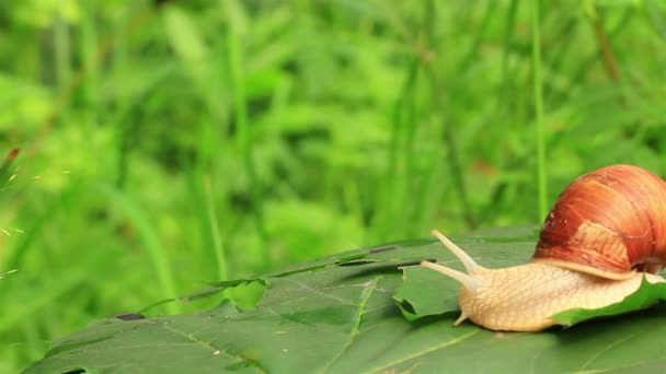 O caracol lentamente arrasta-se em uma folha verde. Tempo real — Vídeo de Stock