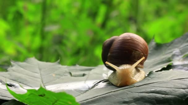 Schnecke kriecht langsam auf einem grünen Blatt. Nahaufnahme — Stockvideo