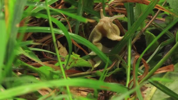 Caracol em uma grama. Fechar — Vídeo de Stock