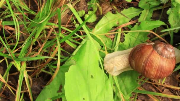 蜗牛爬行通过一片绿叶。关闭 — 图库视频影像