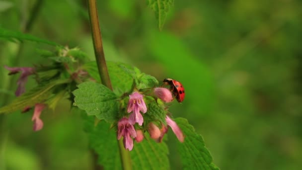 Coccinelle sur une fleur. Gros plan 