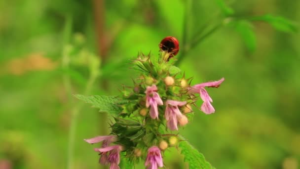Coccinelle sur fleur avec fond vert. Macro 