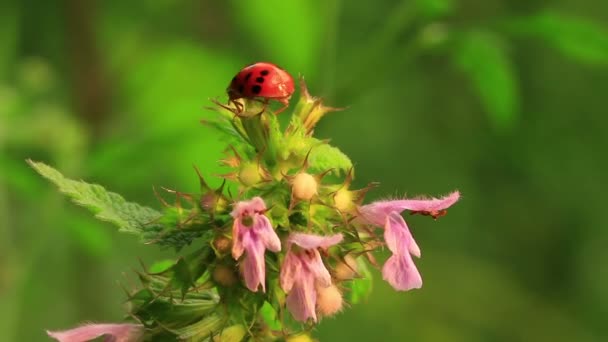 Coccinelle sur fleur au printemps. Macro 
