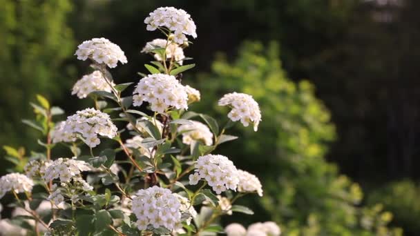 Weiße Frühlingsblumen. Dolly Zeitlupe Shot — Stockvideo