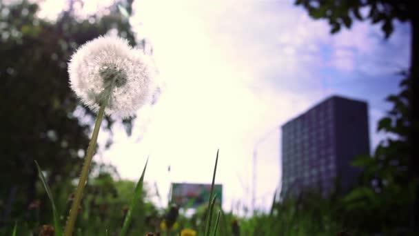 Dente di leone nella città di fronte all'edificio — Video Stock