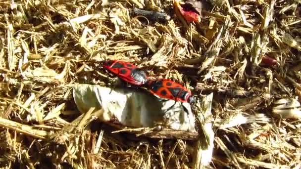 Два жука ползают по сухой траве — стоковое видео