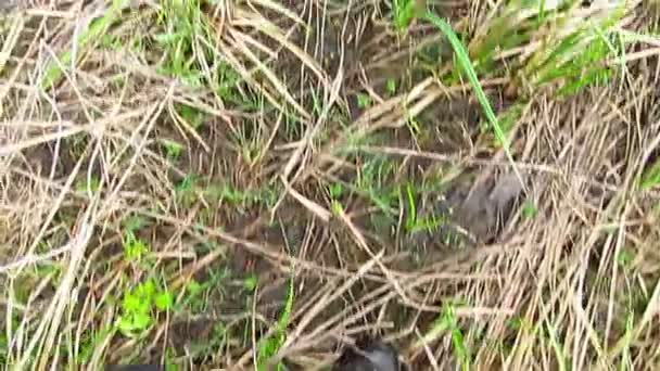 Bir çim üzerinde gidiş ayak — Stok video