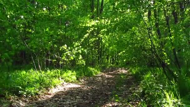 Wind im Wald — Stockvideo