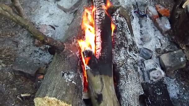 燃烧的木柴 — 图库视频影像