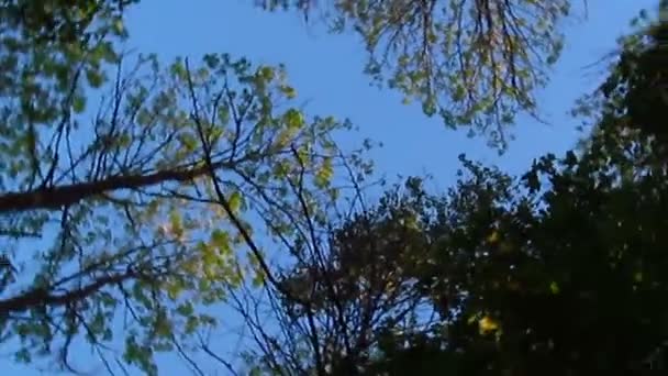 Hemel en bomen — Stockvideo