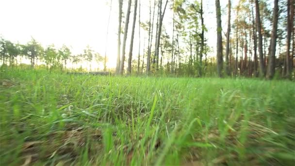 Pagi rumput dengan embun. Gerakan lambat — Stok Video