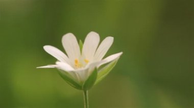 Büyük ölçüde çiçek