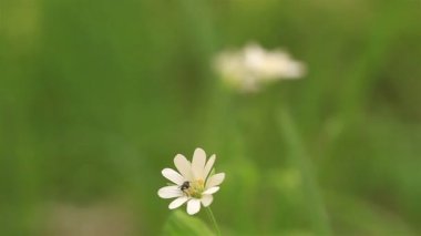 beyaz çiçek böcek ile.