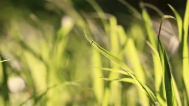 Sarı ve yeşil yakın kadar çim ve Rüzgar