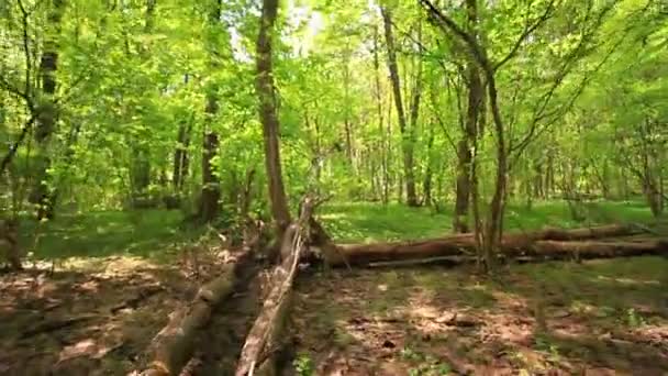 Boslandschap met omgevallen boom. Gestabiliseerde video — Stockvideo