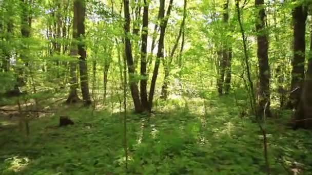 Caminar en el día de la madera solar. Vídeo estabilizado — Vídeo de stock