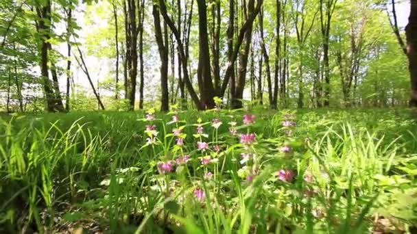 Bosque glade con flores. En cámara lenta. Vídeo estabilizado . — Vídeos de Stock