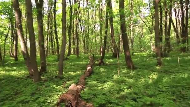 Clareira da floresta com árvore. Vídeo estabilizado . — Vídeo de Stock