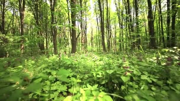 Δάσος ξέφωτο με λουλούδια. Αργή κίνηση. Σταθεροποιημένη βίντεο. — Αρχείο Βίντεο