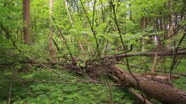 Πεσμένο δέντρο στο ξύλο. Σταθεροποιημένη βίντεο. — Αρχείο Βίντεο