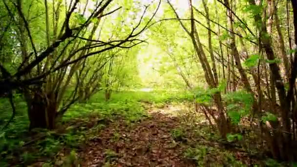 Лісова дорога з листям. Стабілізоване відео . — стокове відео