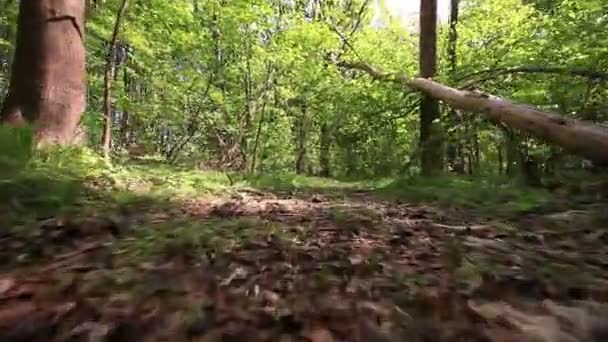 Corre por un sendero forestal. Vista de abajo. Vídeo estabilizado . — Vídeo de stock