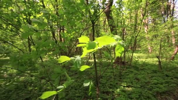 Bladeren van een jonge boom in het hout. Slow motion. Gestabiliseerde video. — Stockvideo