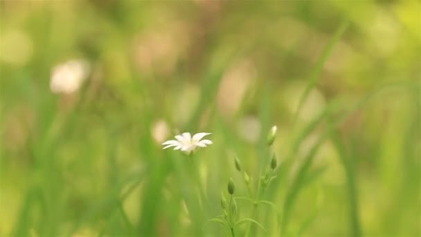 One white flower in the field — Stock Video