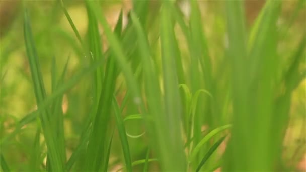 Hierba verde de cerca — Vídeo de stock