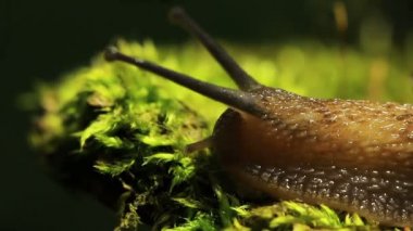 Bir salyangoz yolu. Makro. Gerçek zamanlı