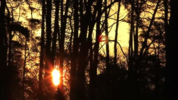 Sonnenweg im Wald. Zeitraffer bei Sonnenaufgang — Stockvideo