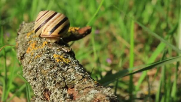 Caracol em um ramo. Fecha. Desfasamento temporal — Vídeo de Stock