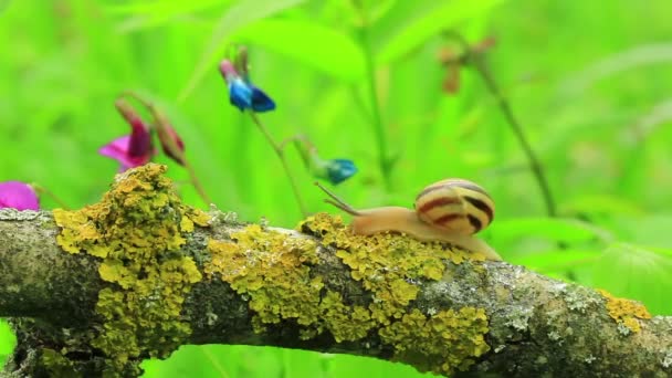 Schnecke kriecht auf einem Ast. Nahaufnahme. Zeitraffer — Stockvideo