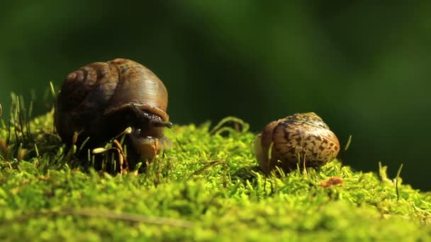 Dois caracóis num galho. Fecha. Desfasamento temporal — Vídeo de Stock