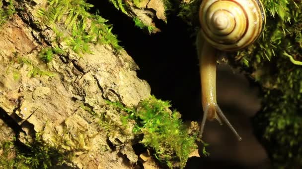 Snail on tree bark. — Stock Video